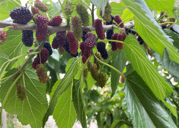 1745472874191020.jpg 1.jpg