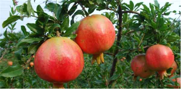 1752471155178675.png 1.png