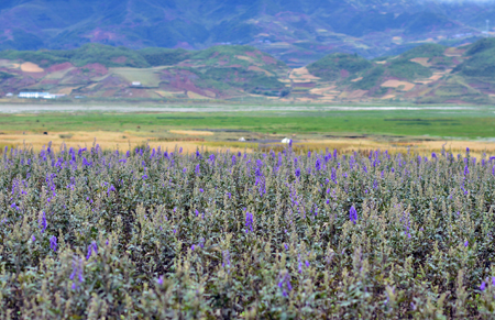 好醫生附子基地喜迎豐收大季